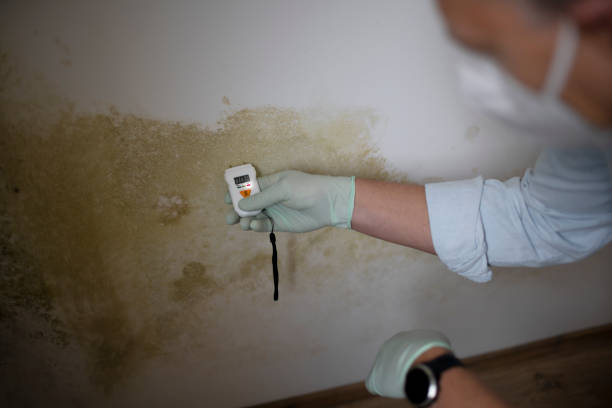Best White Mold Remediation in Browns Mills, NJ