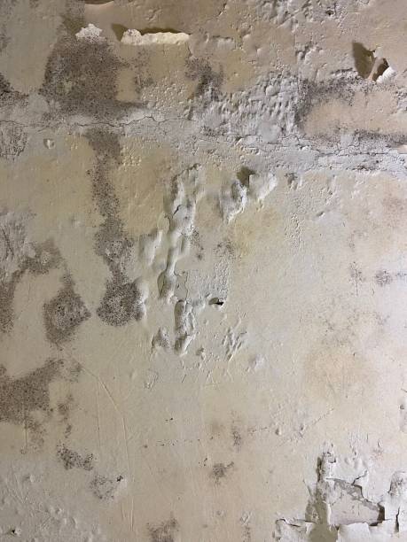 Best Attic Mold Remediation in Browns Mills, NJ