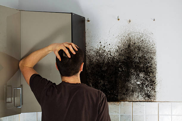 Best Crawl Space Mold Remediation in Browns Mills, NJ