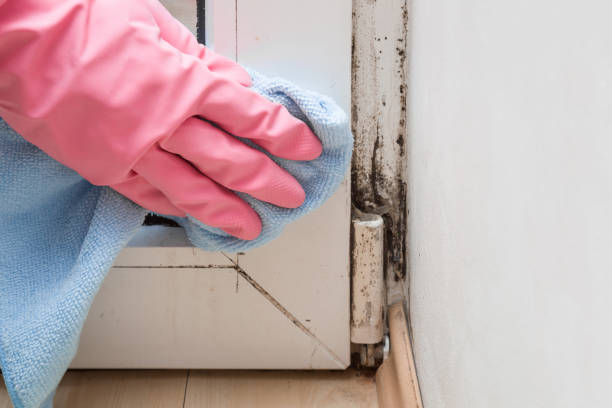Best DIY Mold Remediation Support Services in Browns Mills, NJ