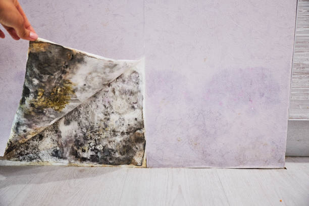 Best Mold Remediation for Specific Building Types in Browns Mills, NJ